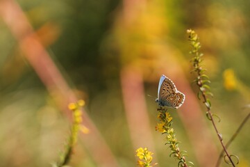 una farfalla licenide su un fiore al tramonto