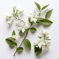 Fototapeta premium close up of white star jasmine flowers and green leaves