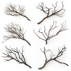 Obraz premium six brown tree branches on a white background