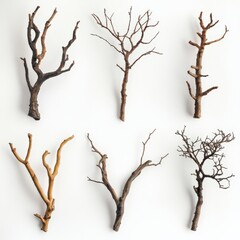 six bare tree branches on a white background