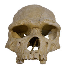 Rome, Italy - January 20th 2024: Homo heidelbergensis (Homo erectus heidelbergensis, Homo sapiens heidelbergensis) is an extinct species or subspecies of archaic human