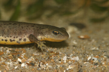 Closeup on the endangered Iberian newt, Lissotriton boscai
