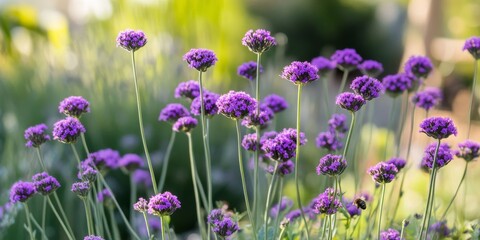 Obraz premium The tall stems showcasing purple flowers belong to Verbena bonariensis. This plant s small purple flowers effectively attract bees and various pollinators, enhancing the garden s beauty while its