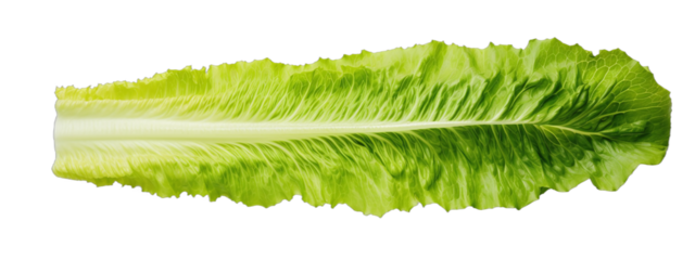 Lettuce Leaf