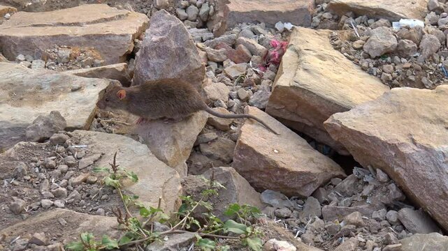 Rats in the dirty street of Indian city, crawls out of a hole and grabs food. India