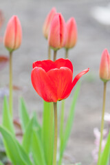Obraz premium Tulipa. red tulips. beautiful flowers blooming in spring on a flower bed in the garden. delicate red tulips. floral holiday background, close-up, bokeh. spring flower buds