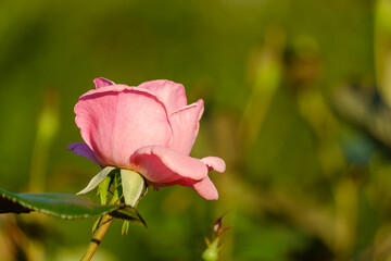 ピンク色のバラの花と背景の自然