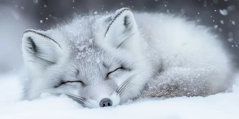 Adorable grey and white arctic fox captured while sleeping and walking in a snowy environment, showcasing the charming behavior of the arctic fox in its natural habitat.