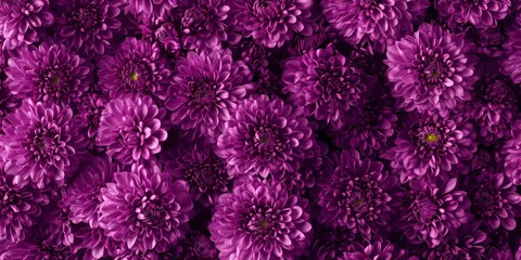 Obraz premium Vibrant purple chrysanthemums, also known as mums, create a stunning autumn flowers wallpaper background, celebrating the beauty of purple chrysanthemums in every detail.