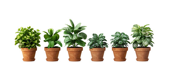Set of Green plants in potted for interior decoration isolated on transparent png background, Houseplant for decorated in bedroom or living room, minimal natural health concept