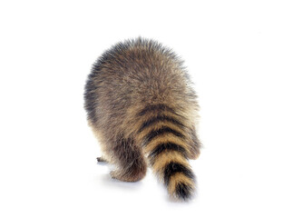 young raccoon © cynoclub