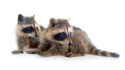 young raccoons in studio