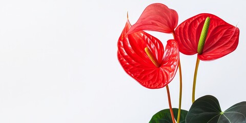 A vibrant red Anthurium flower set against a pure white backdrop creates a striking and beautiful contrast, highlighting the flowers unique features and colors.