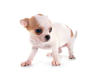 puppy chihuahua in studio