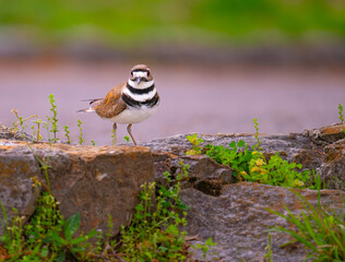 Killdeer standing on a parking lot retaining wall in Harrison Bay State Park, Tennessee