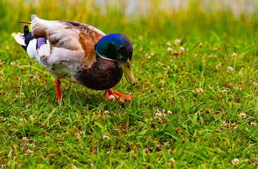 Mallard drake picking things to eat out of the grass, Harrison Bay State Park, Tennessee