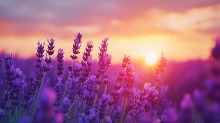 Naklejka premium Vibrant sunset illuminating a violet lavender field, showcasing the stunning beauty of lavender fields during twilight, highlighting the serene charm of violet lavender blooms.