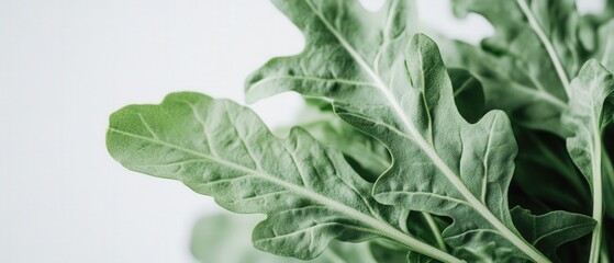 close up of fresh green arugula leaves