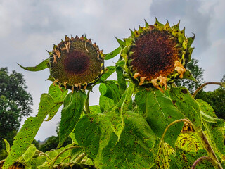 Bright yellow sunflower flowers in sunlight. Close-up. A ray of sun through the petals