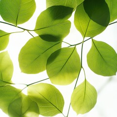 Naklejka premium close up of green leaves against a white background