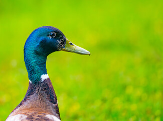 Mallard duck drake portrait at Chickamauga Lake, Harrison Bay State Park, Tennessee