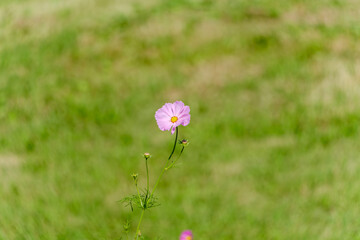 緑の中に咲く一輪のピンクのコスモス