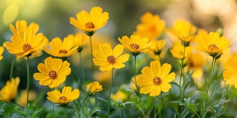 Vibrant yellow summer flowers are in full bloom, creating a stunning display of nature s beauty. Enjoy the sight of these yellow summer flowers, perfect for your seasonal inspirations.