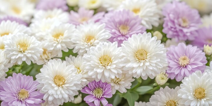 Stunning carpet of white and cream purple asters, showcasing the vibrant beauty of asters in full bloom. This enchanting display of asters creates a picturesque scene perfect for any design.