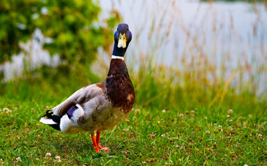 Mallard duck drake looking right at the camera, Harrison Bay State Park, Tennessee
