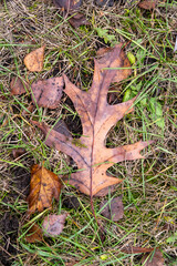 A leaf is laying on the ground next to some grass