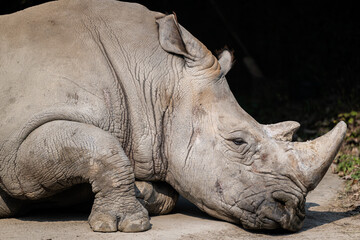 close up of a rhino