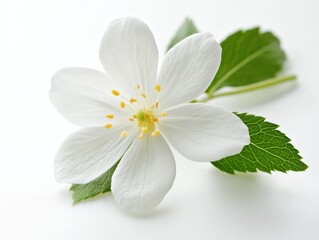 close up of a white flower with green leaves