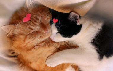 Friendly cats with red hearts hug in their sleep on Valentine's Day.