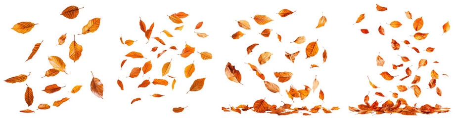 Vibrant orange autumn leaves falling against a transparent background, perfect for seasonal designs or fall-themed projects.