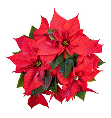 Red poinsettia flowers with blue glitter