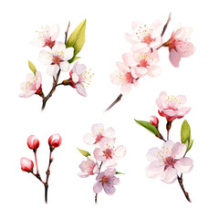 Obraz premium Delicate Pink Almond Blossoms Watercolor Art Collection