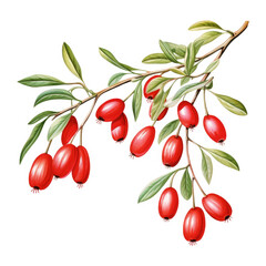 Red Berries Branch Green Leaves Botanical Illustration