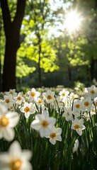 Fototapeta premium Sunny Daffodil Field. Springtime Blooms in a Lush Park. Beautiful Natural Background
