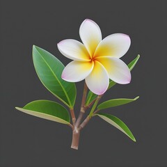 Fototapeta premium frangipani flower on black background