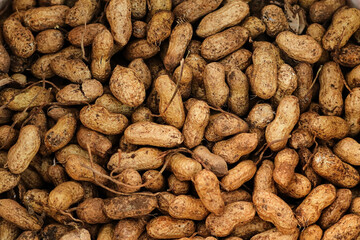Unpeeled peanuts in the tray for background. a bunch of peanuts that have just been harvested. Peanuts are quite well-known as a source of protein. Fresh peanuts with soil and their shell textured.