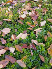 枯葉の散った冬のサツキの植え込み風景