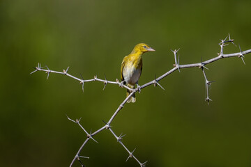 Masked Golden Weaver bird in Kenya habitat