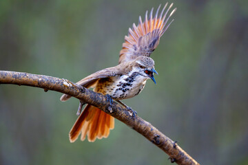 Brown Mockingbird perching on a tree in Kenya habitat, mimic bird