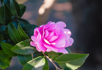 ピンク色のツバキの花
