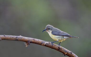Loten sunbird, male in eclipse plumage, Cinnyris lotenius, Tholpetty Kerala, Kenya