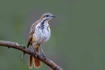 Brown Mockingbird perching on a tree in Kenya habitat, mimic bird