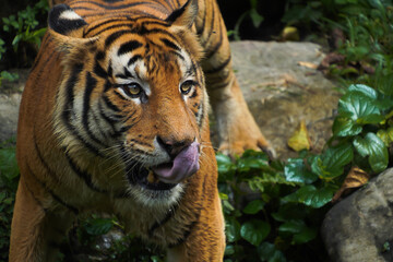 Malayan Tiger licking its lips