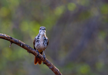 Brown Mockingbird perching on a tree in Kenya habitat, mimic bird