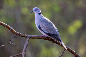 Red-Eyed Dove (Streptopelia semitorquata) in its Kenyan habitat