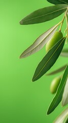 Obraz premium A branch of an olive tree with green olives on it